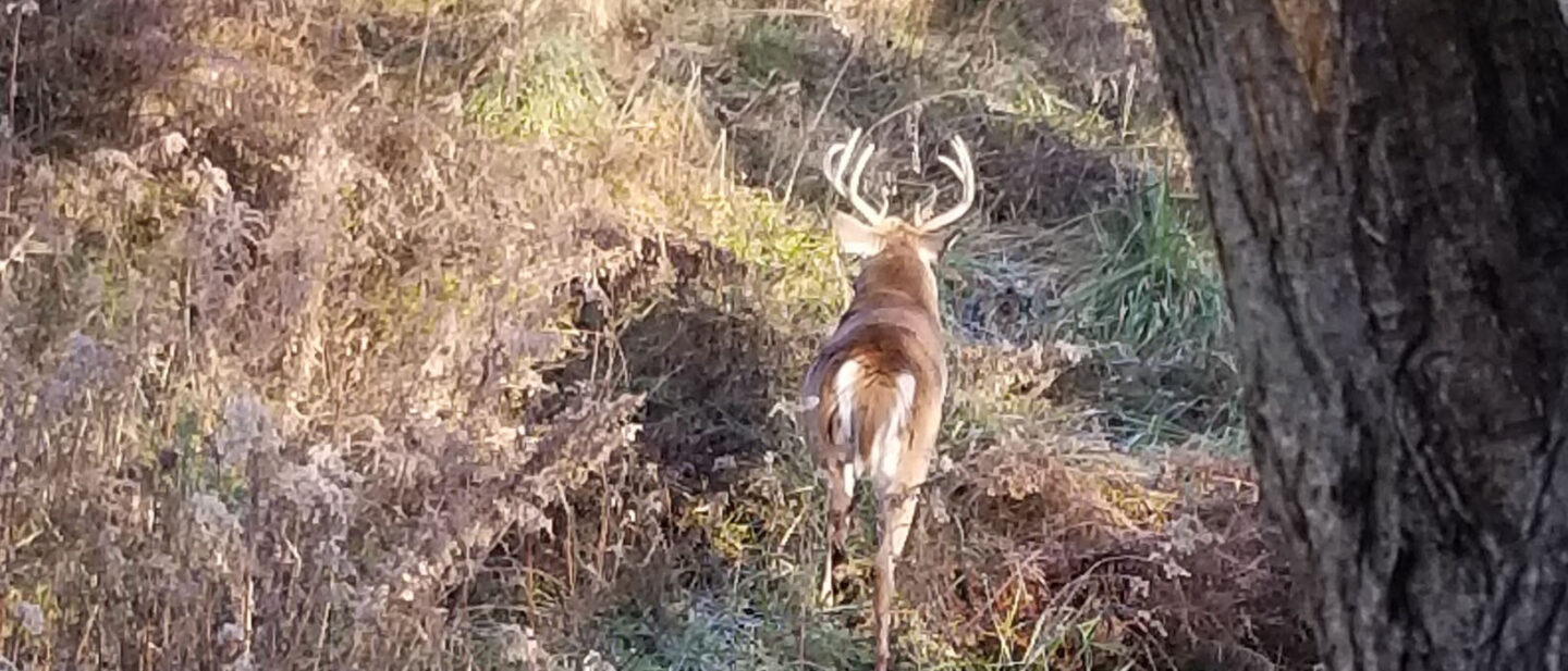 9 pointer on Cooper