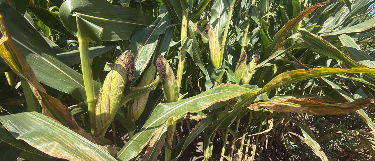 A 21896 corn ears