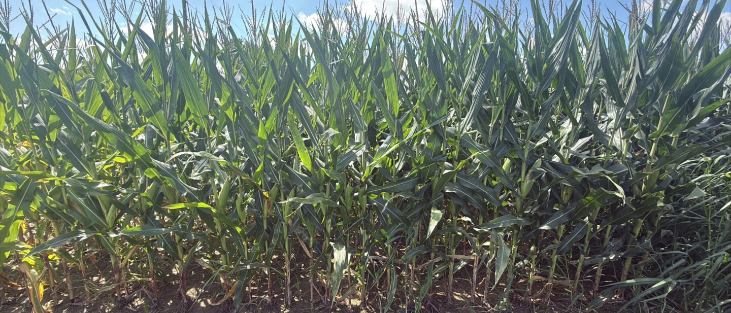 A 21896 corn rows