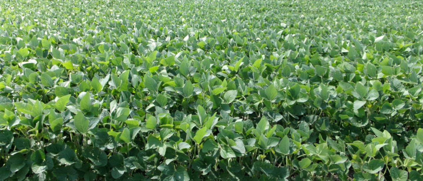 Bean Field from road cover photo