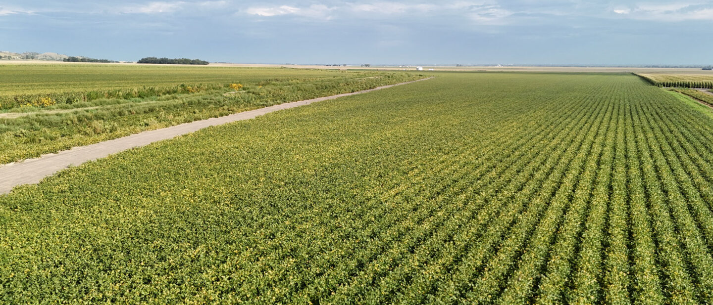 Beans looking north