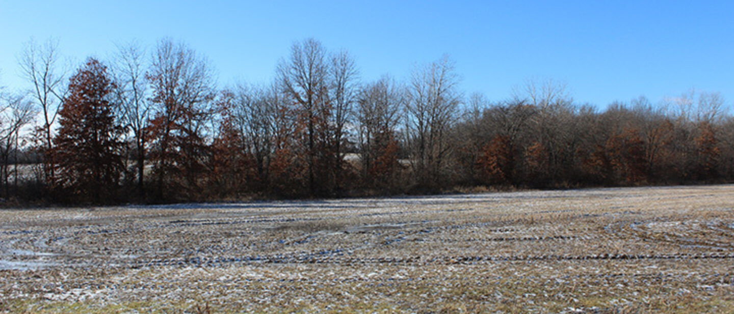 Bottom Field Looking South