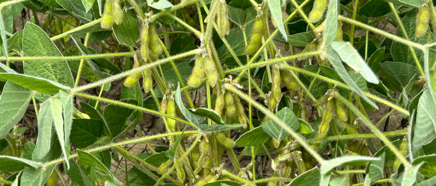Champaign County soybeans