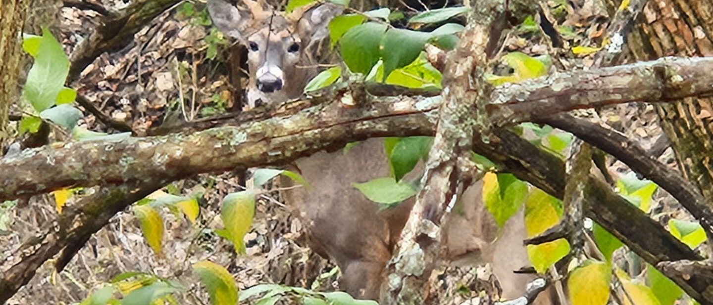 Cooper 10 Pointer
