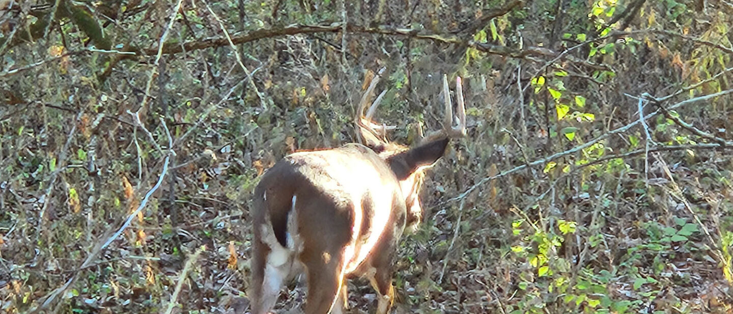 Cooper Buck 2