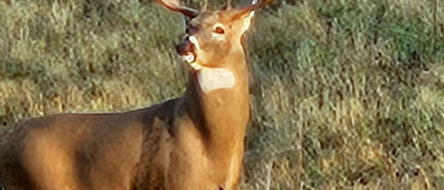 Cooper Buck
