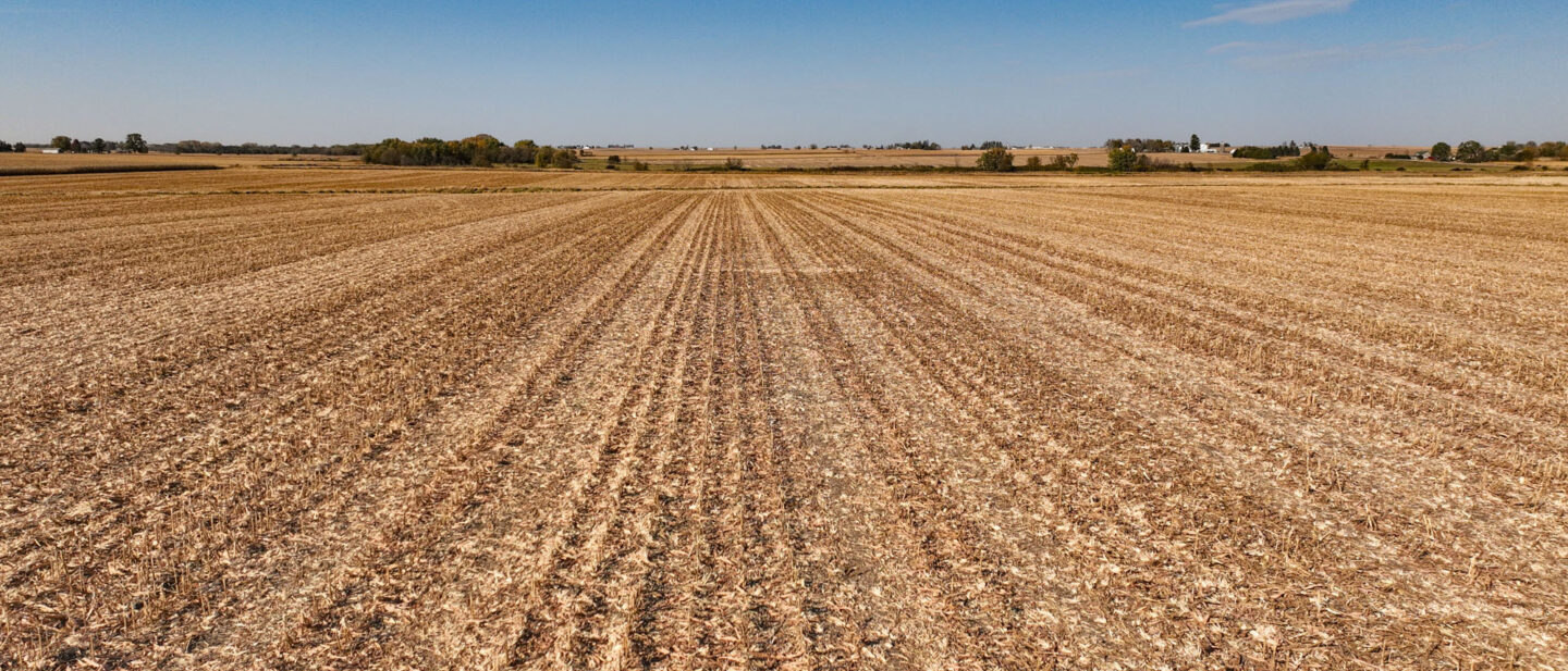 Corn Rows Facing North