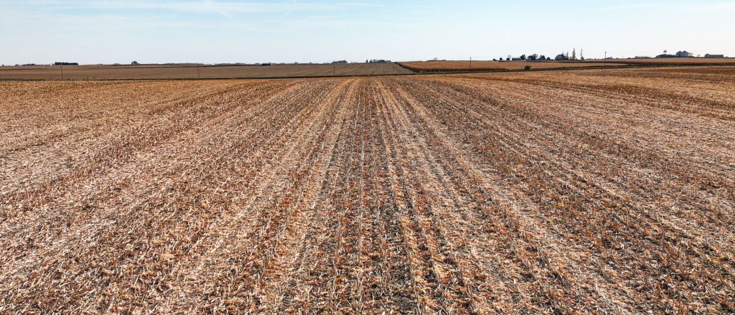 Corn Rows Facing South