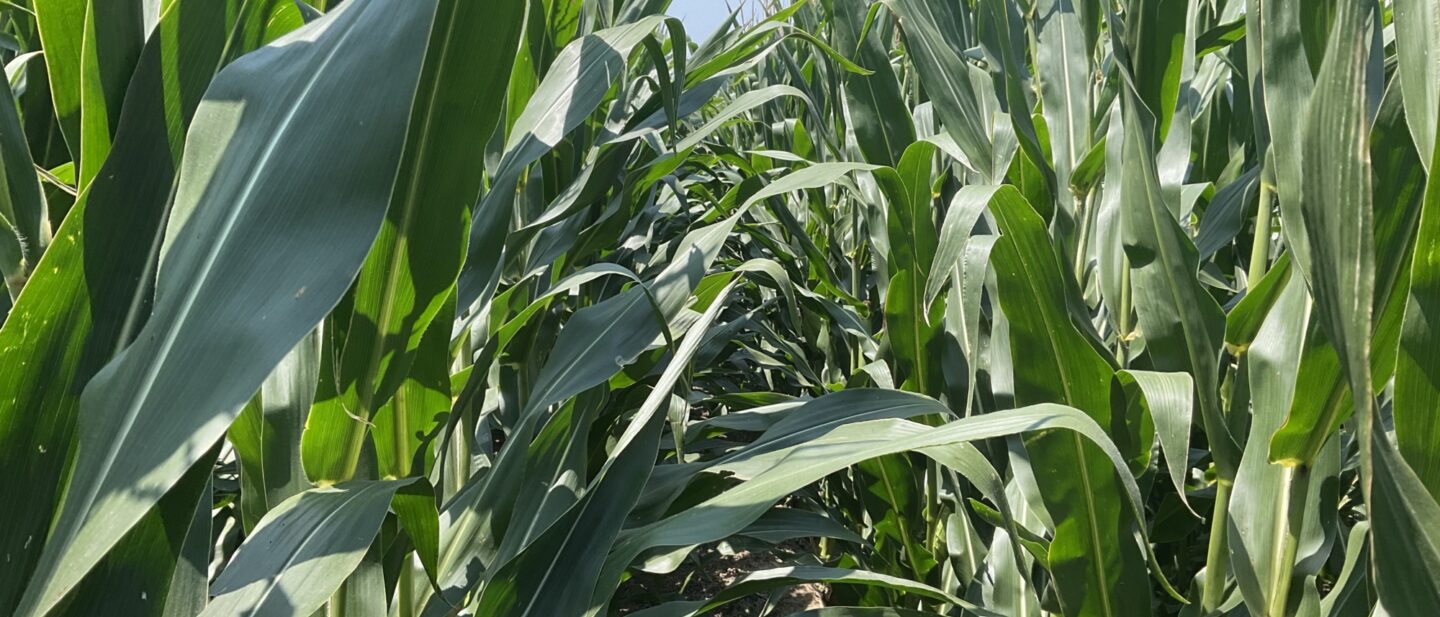 Corn Rows Farm Auction Fremont Co IA