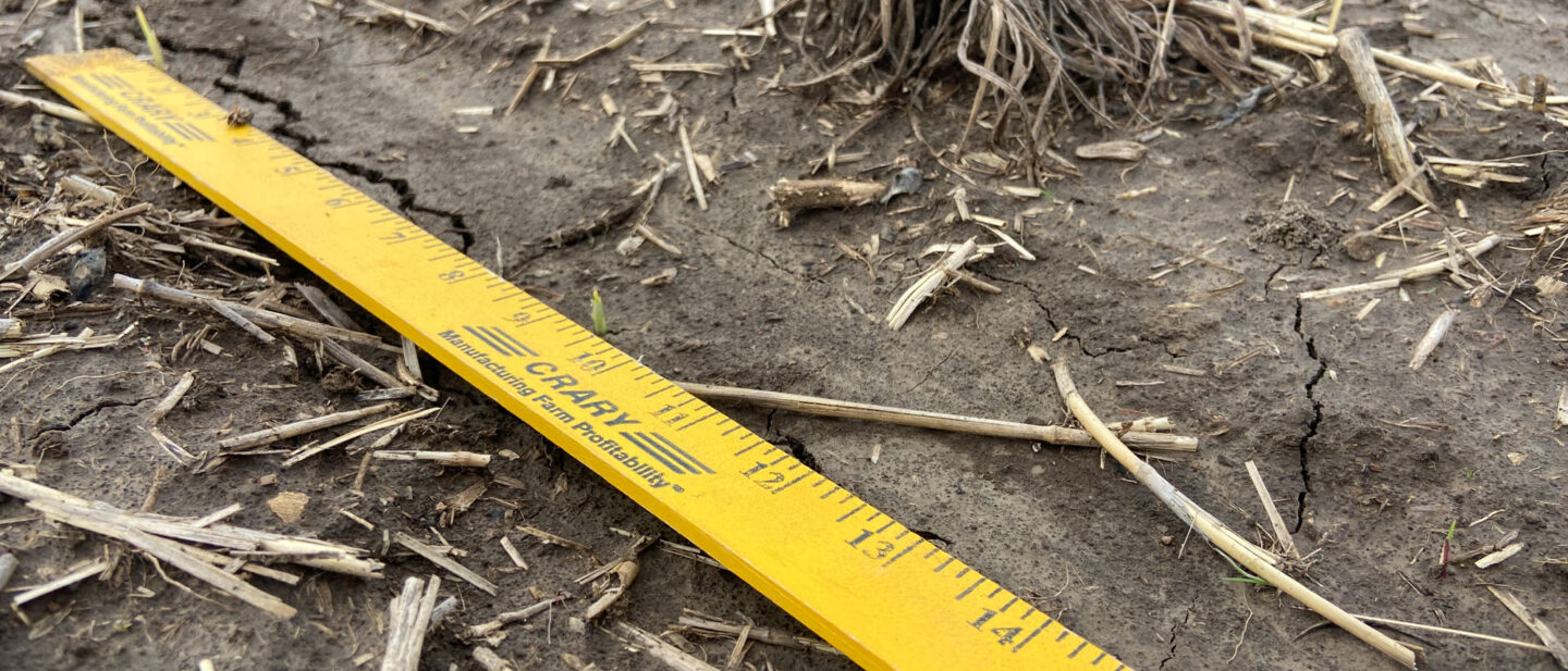 Corn Spiking through