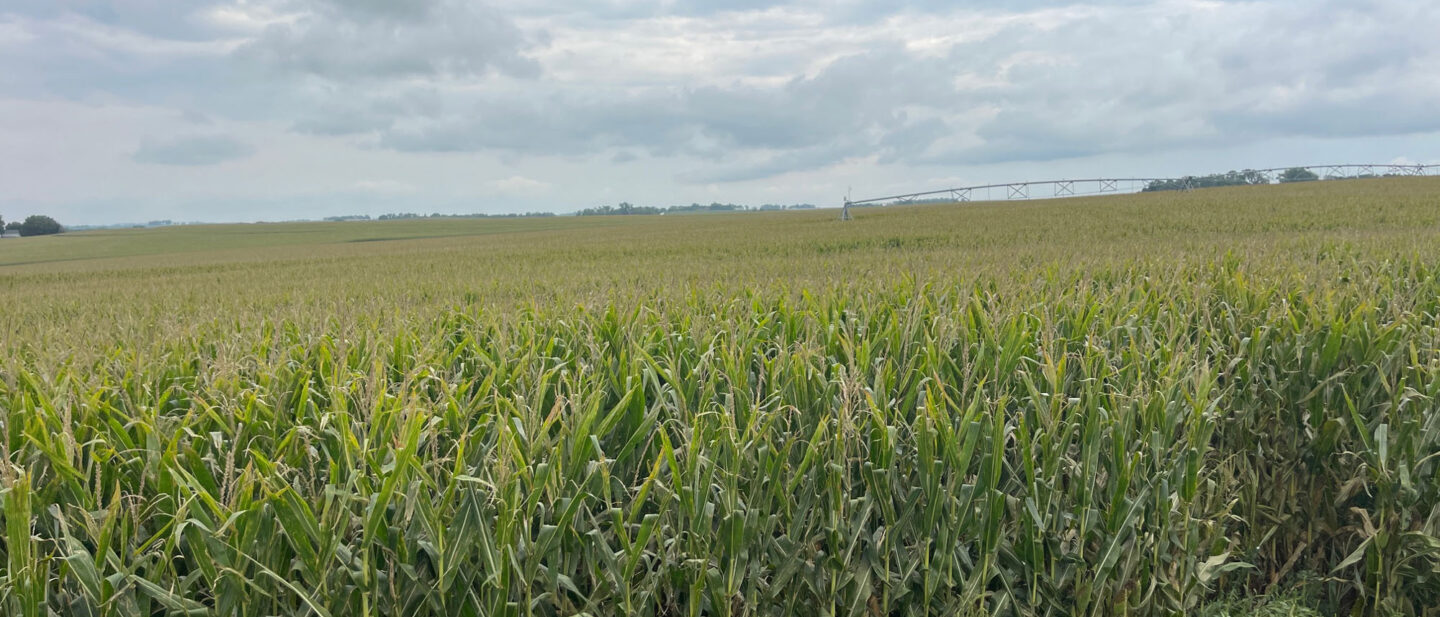 Corn tract 2