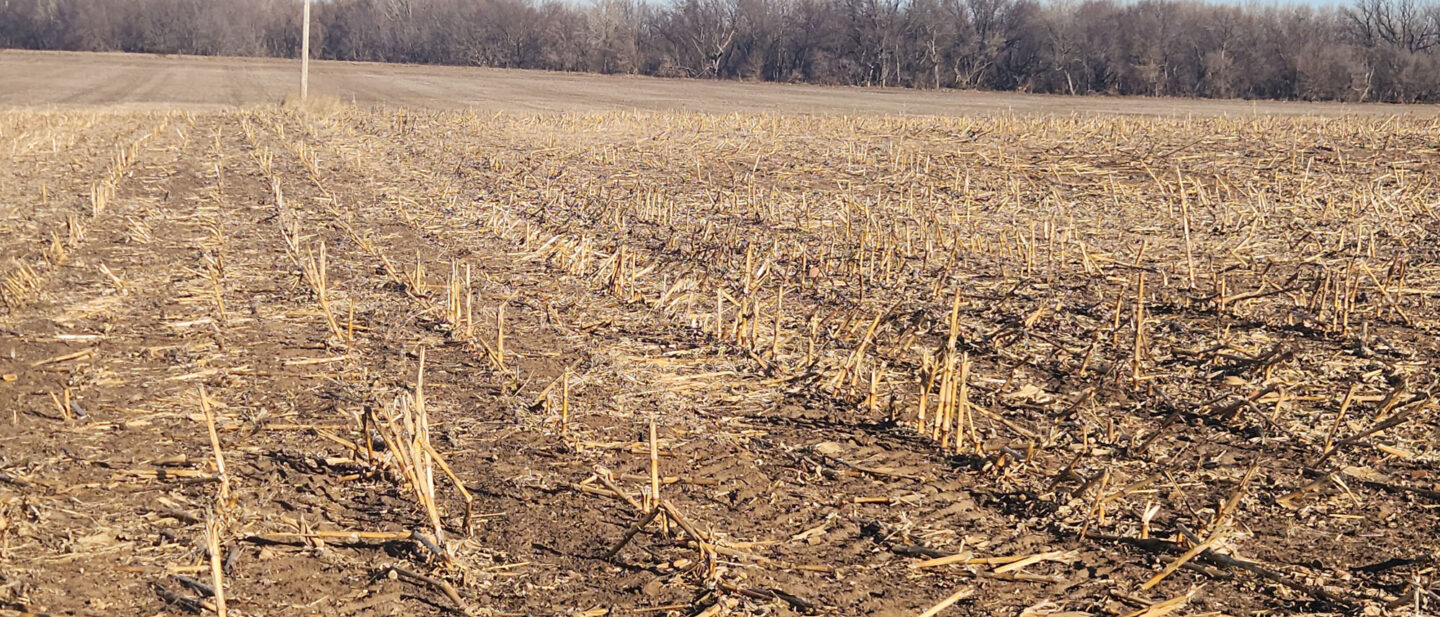 Cover corn stalks