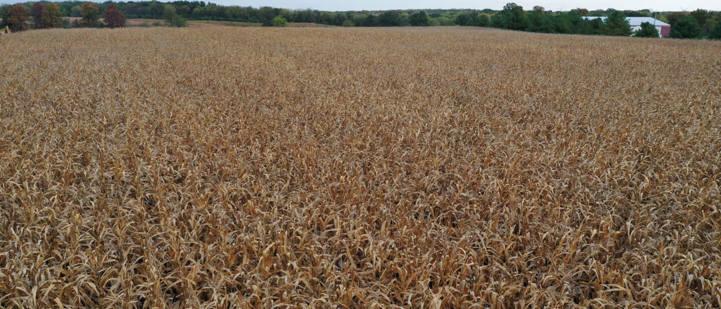 Cropland Area