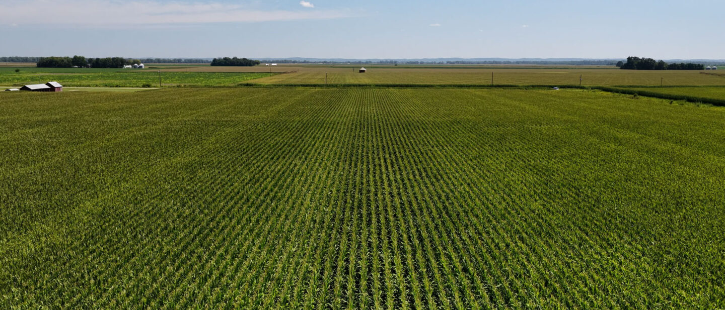 Cropland Close Up