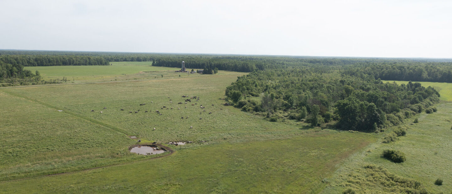 DJI 0215