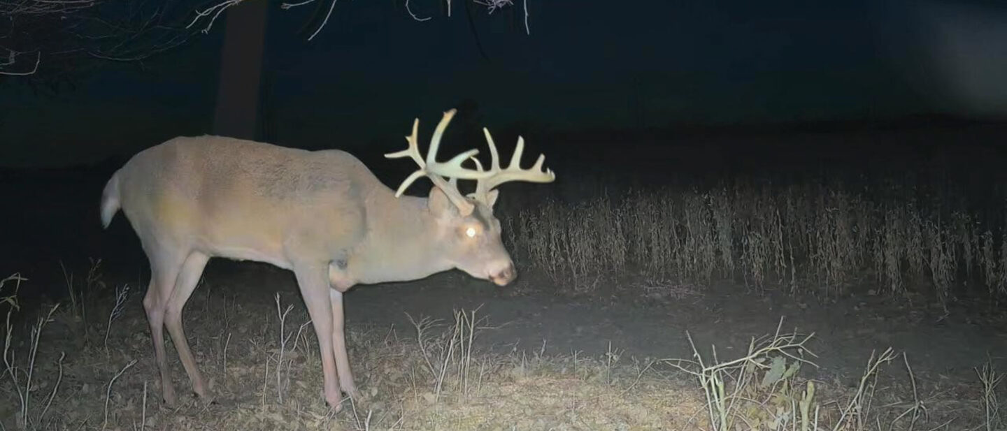 Deer 1