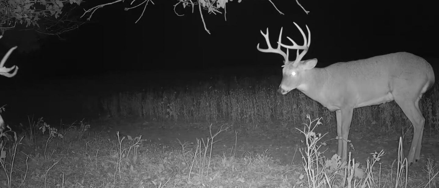 Deer 2