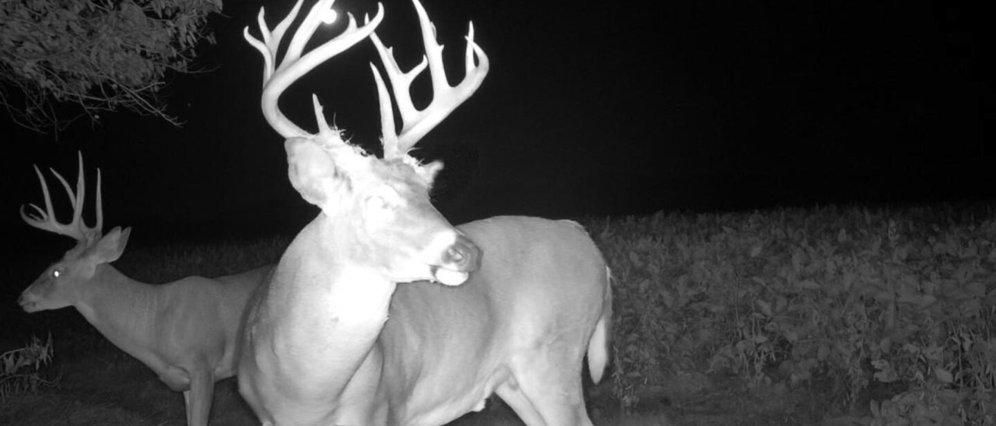 Deer 3