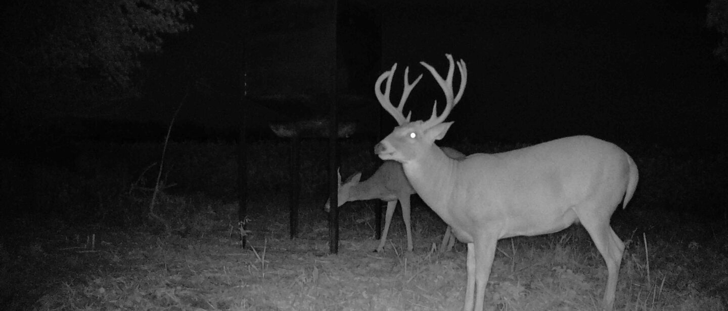 Deer 4