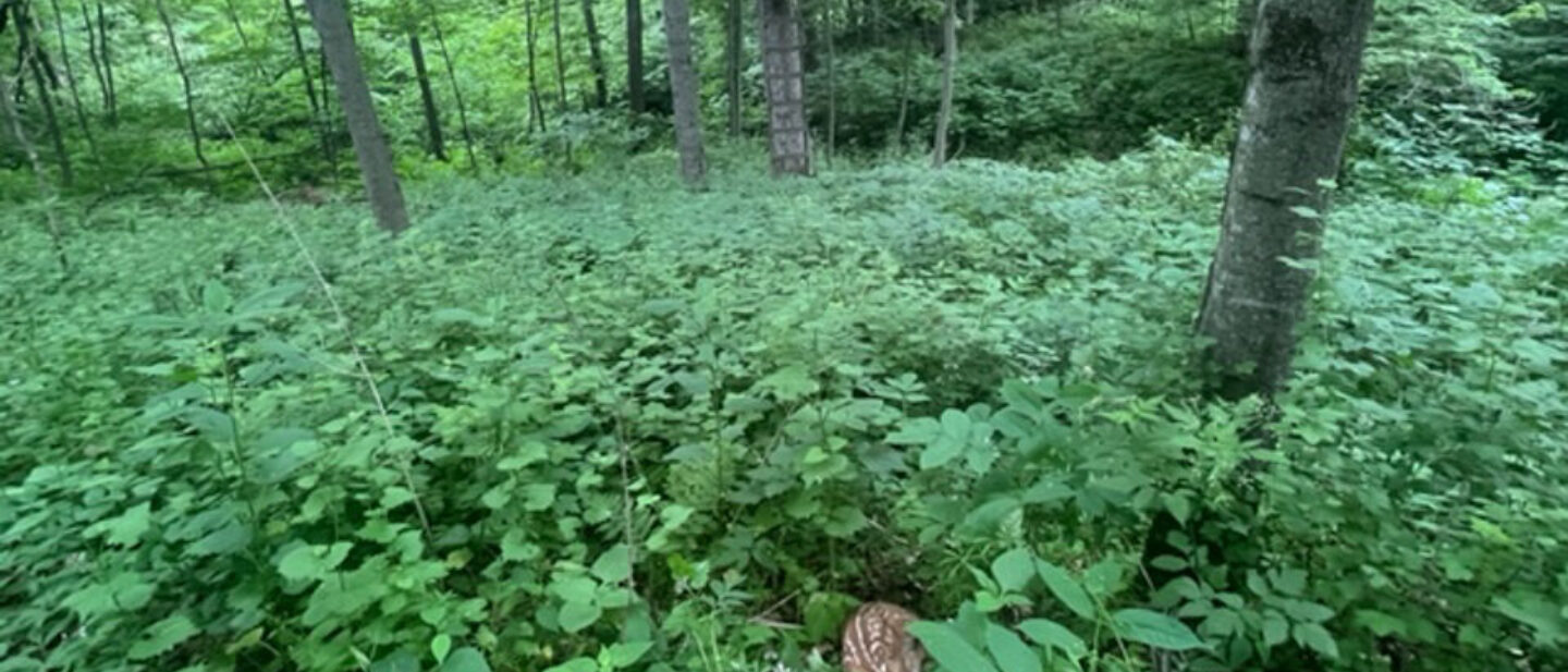 Deerstand n Fawn Pic