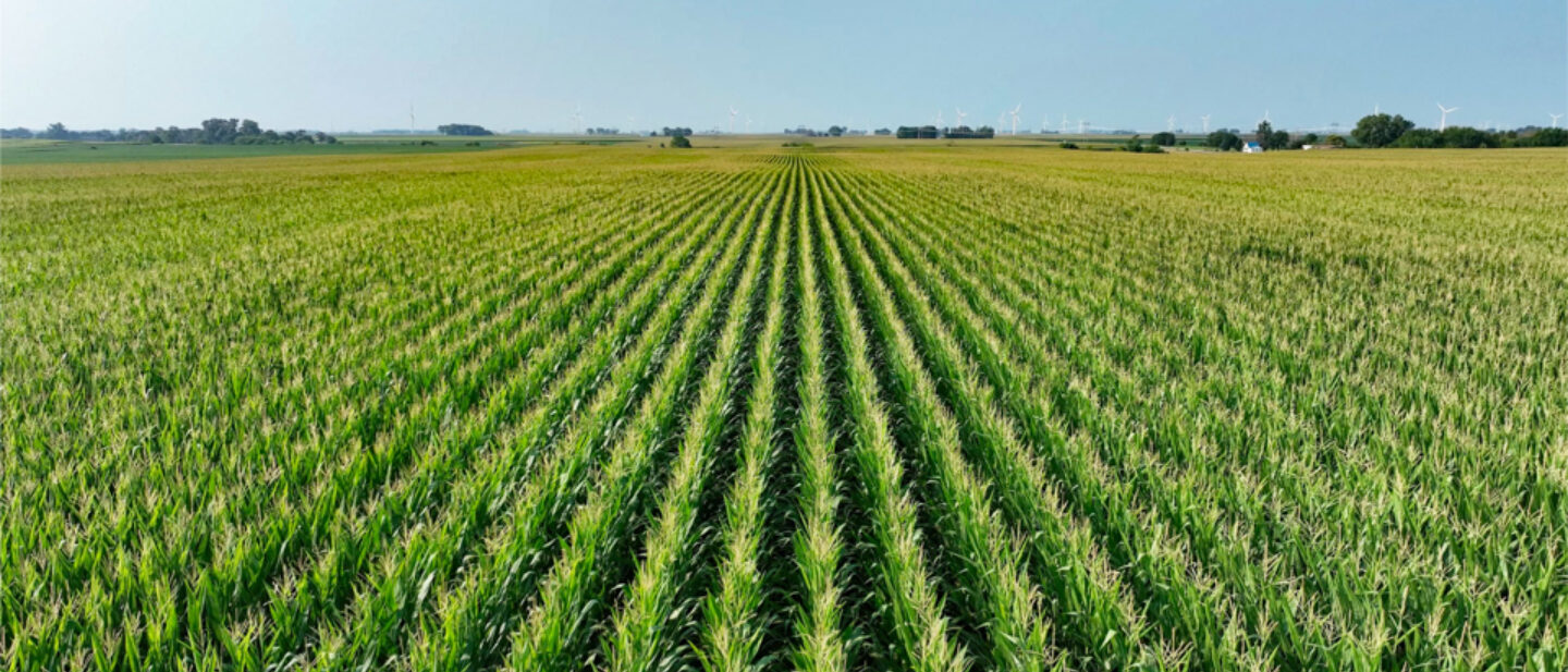 Drone Corn