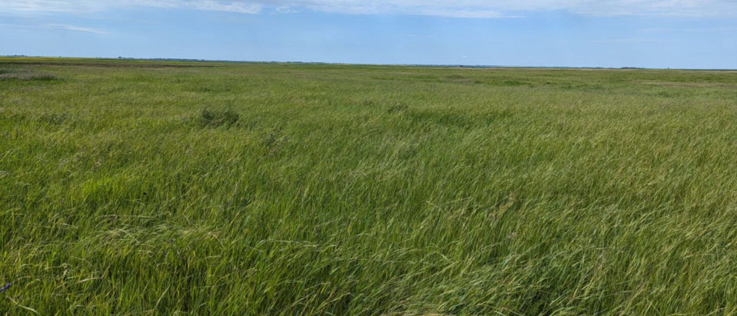 Facing south at land from west of site