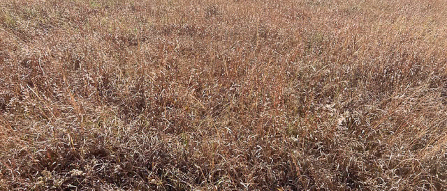 Fall Native Grass