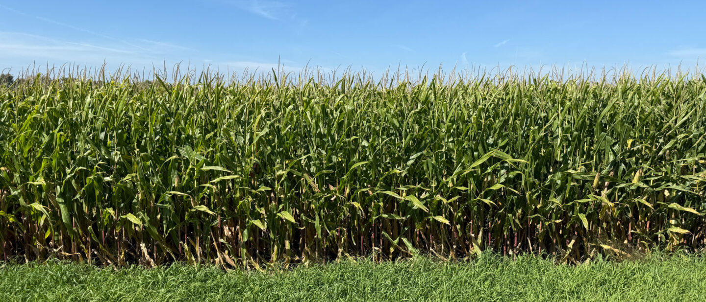 Faribault County Minnesota Farmland For Sale 1