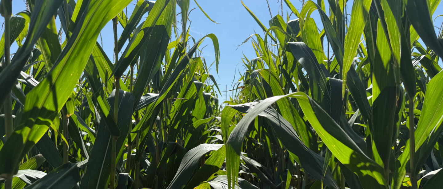 Faribault County Minnesota Farmland For Sale 3