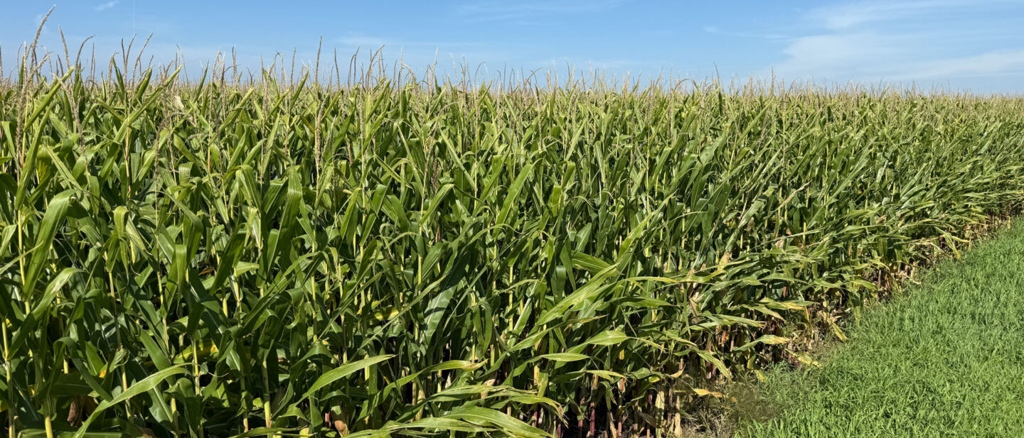 Faribault County Minnesota Farmland For Sale 4