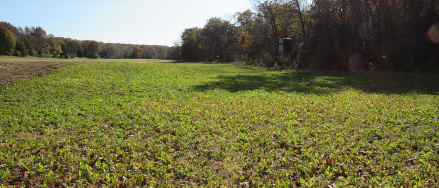 Food Plot 2