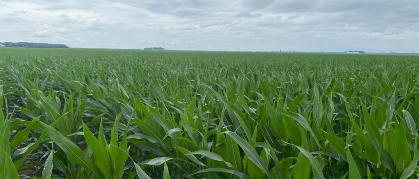 Ford Illinois corn