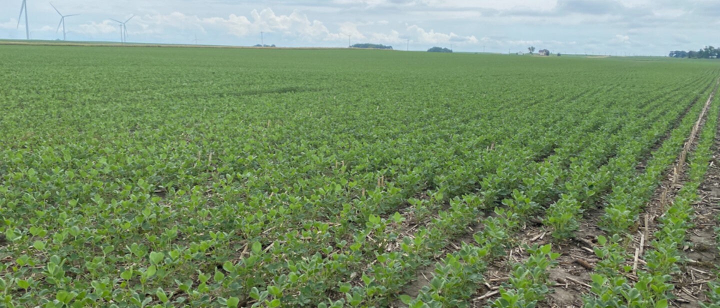 Ford Illinois soybeans