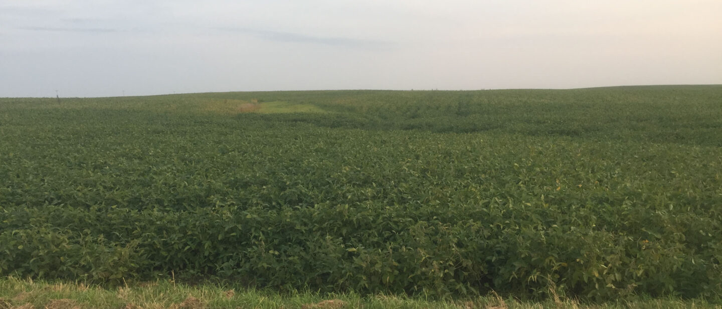 From N Road Looking S at Grass Waterway