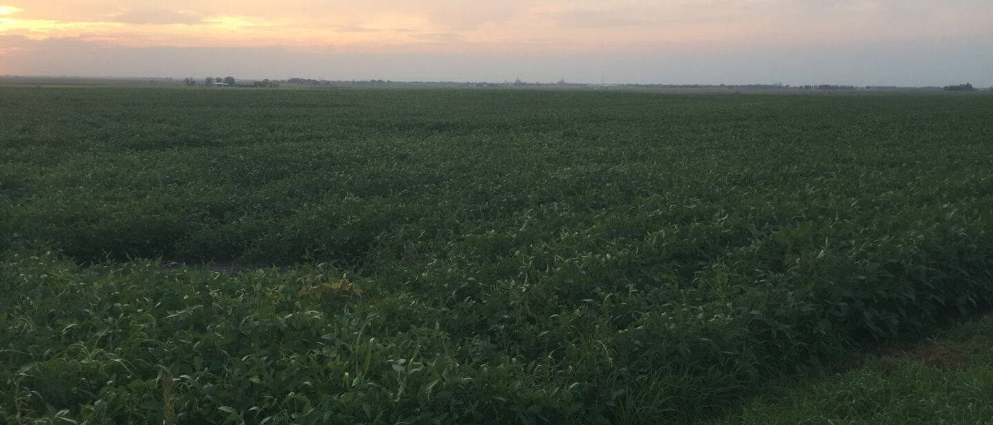 From SE Corner Looking NW