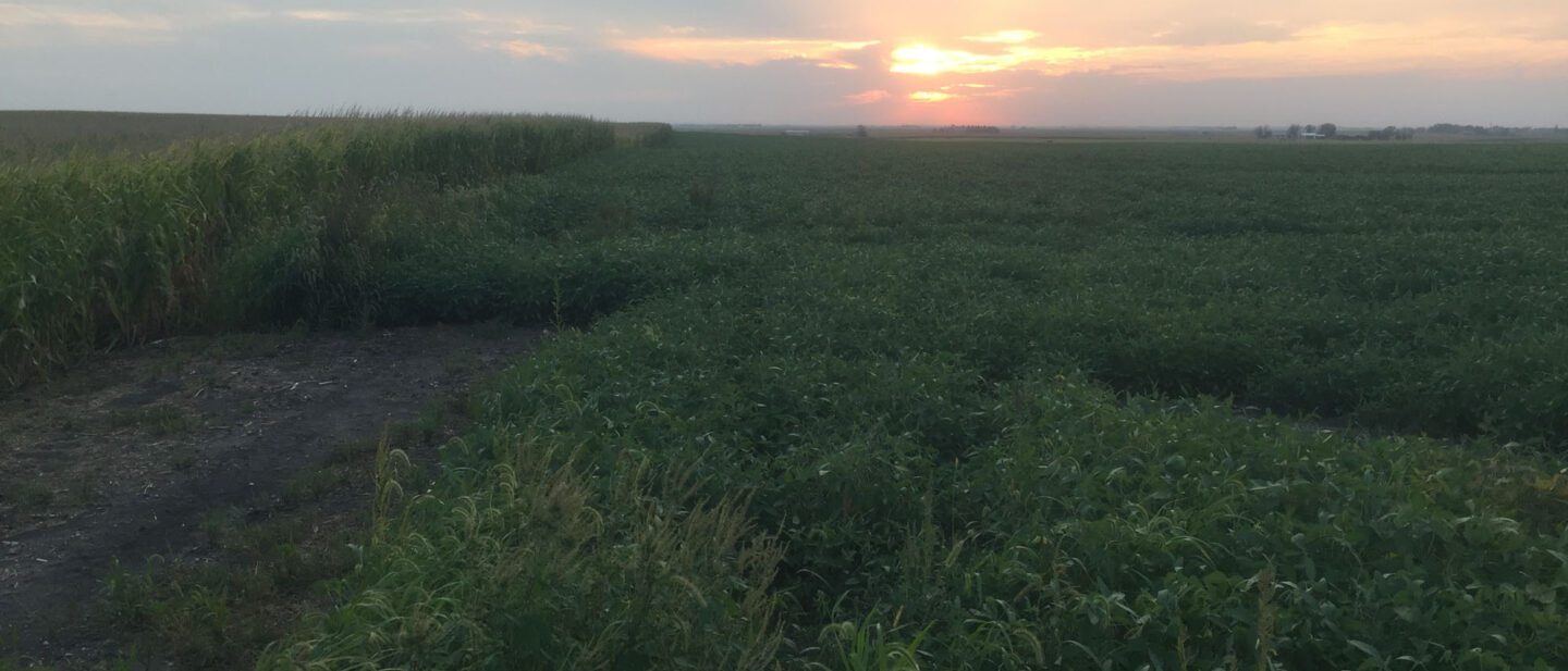 From SE Corner Looking West