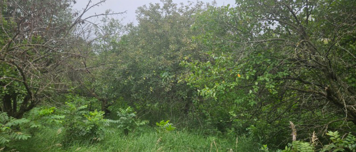 Fruit Trees