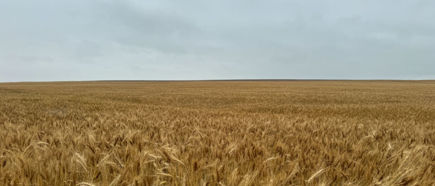 Garet Walker Clark County Wheat