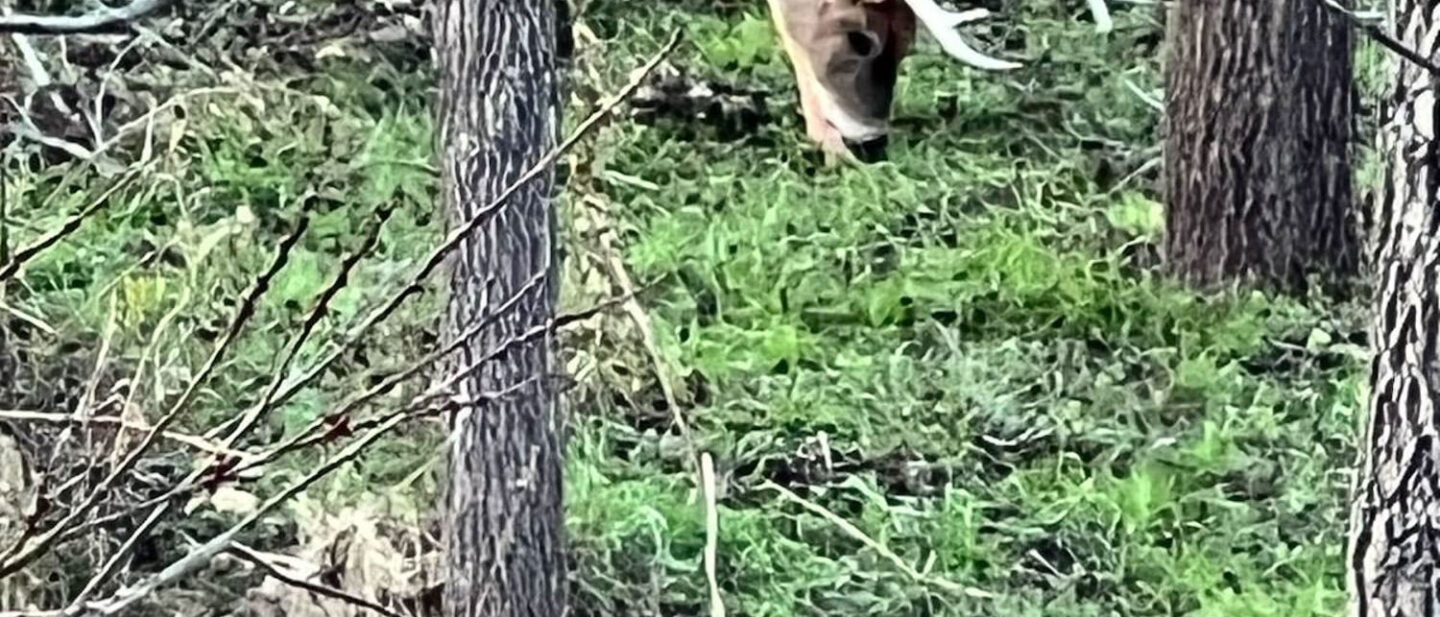 Goode 10 pointer