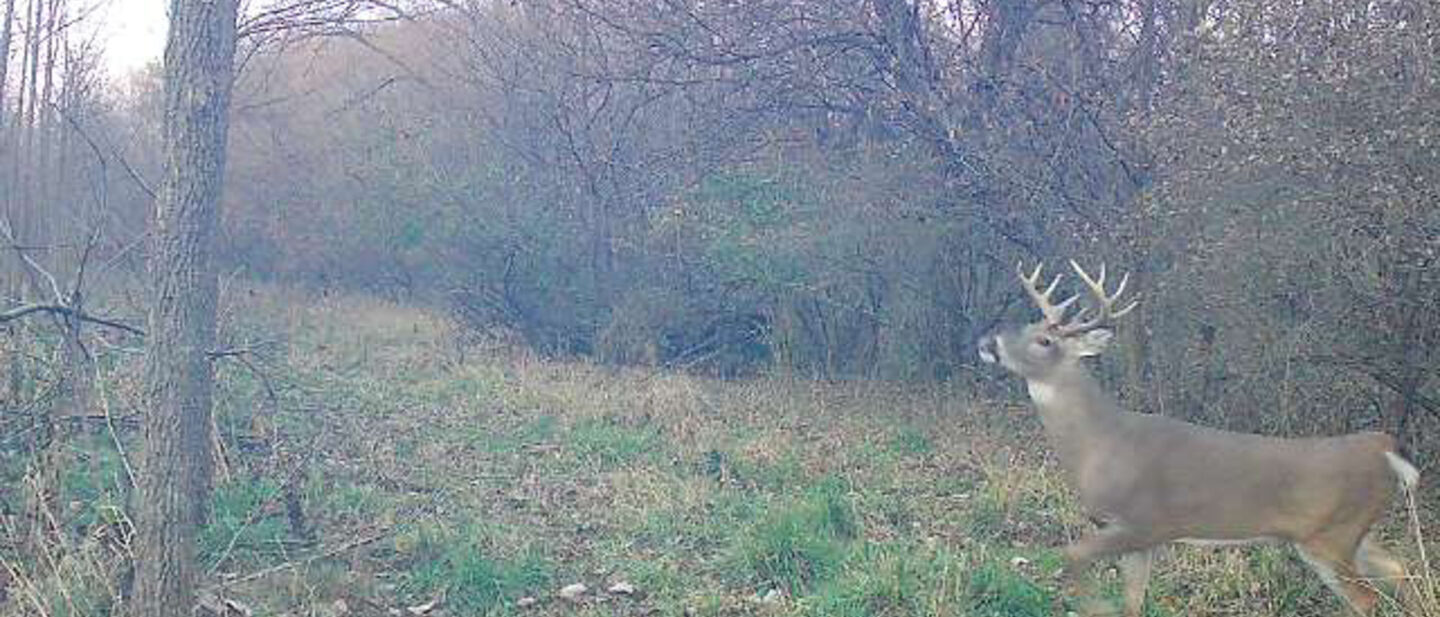 Goode 10 pointer