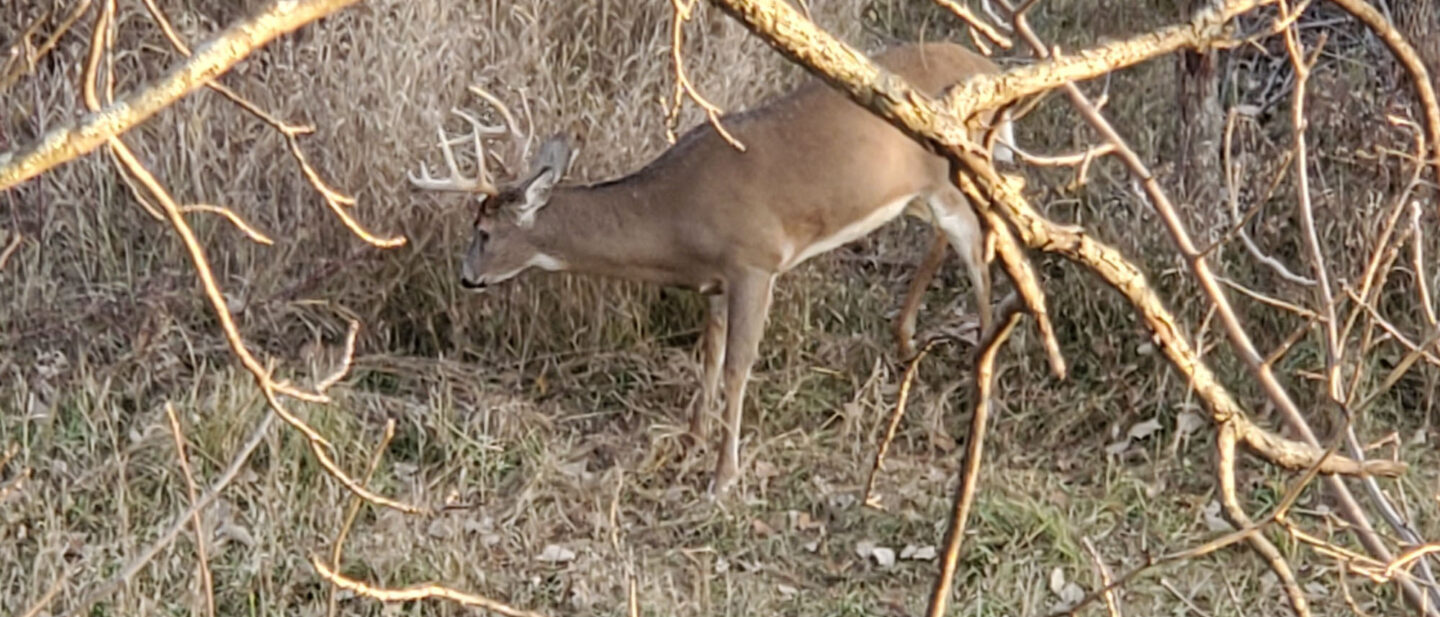Goode 11 Pointer