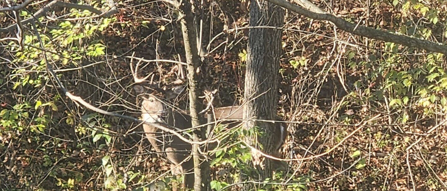 Goode 8 Pointer