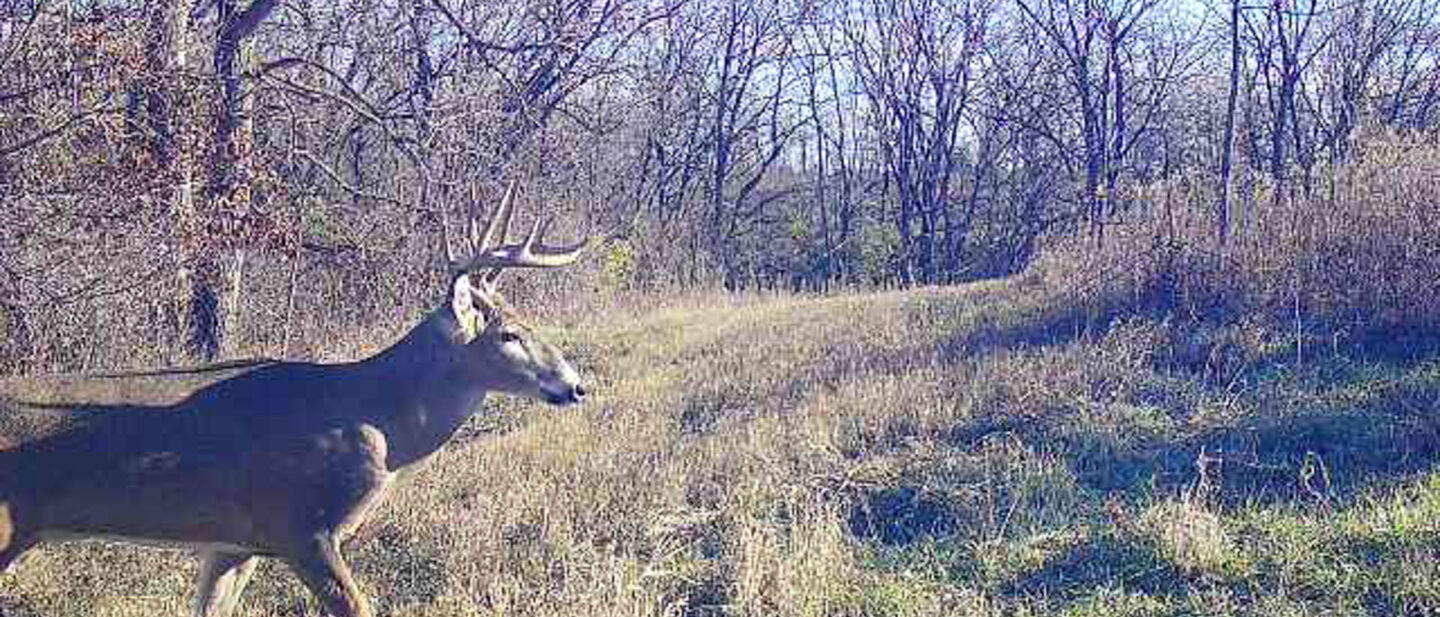 Goode Buck