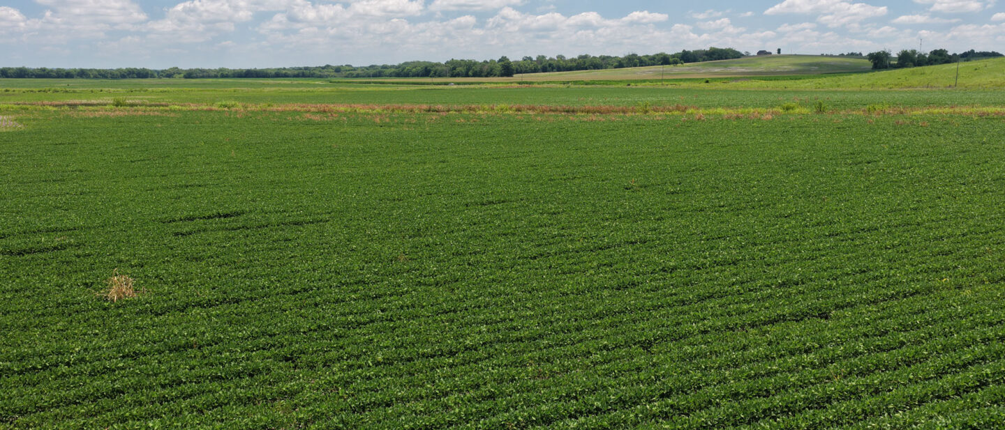 Growing crop on the farm