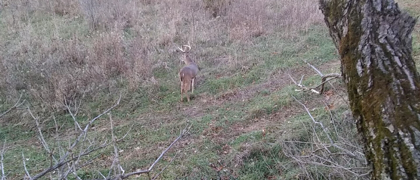 Harrison 7 pointer
