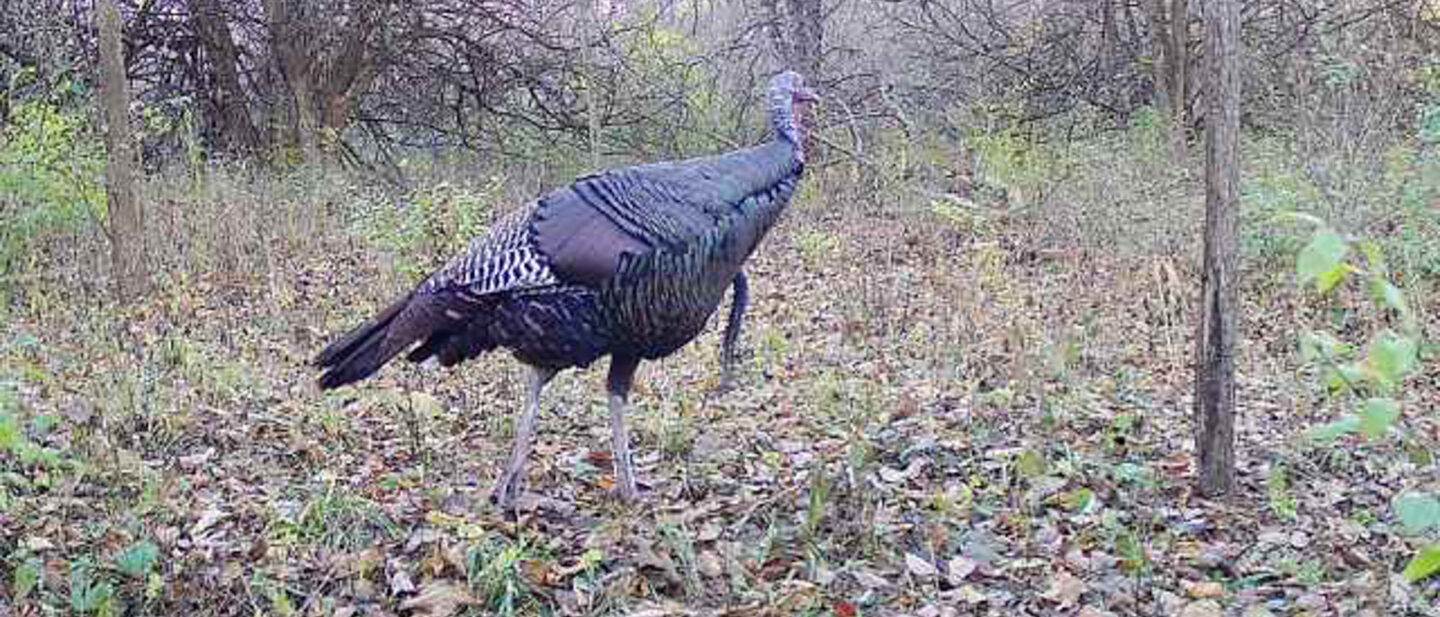 Harrison Turkey