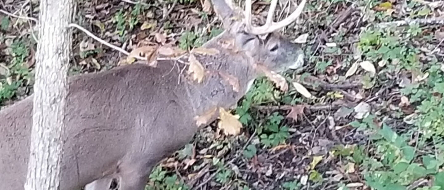 Hutchins 9 pointer