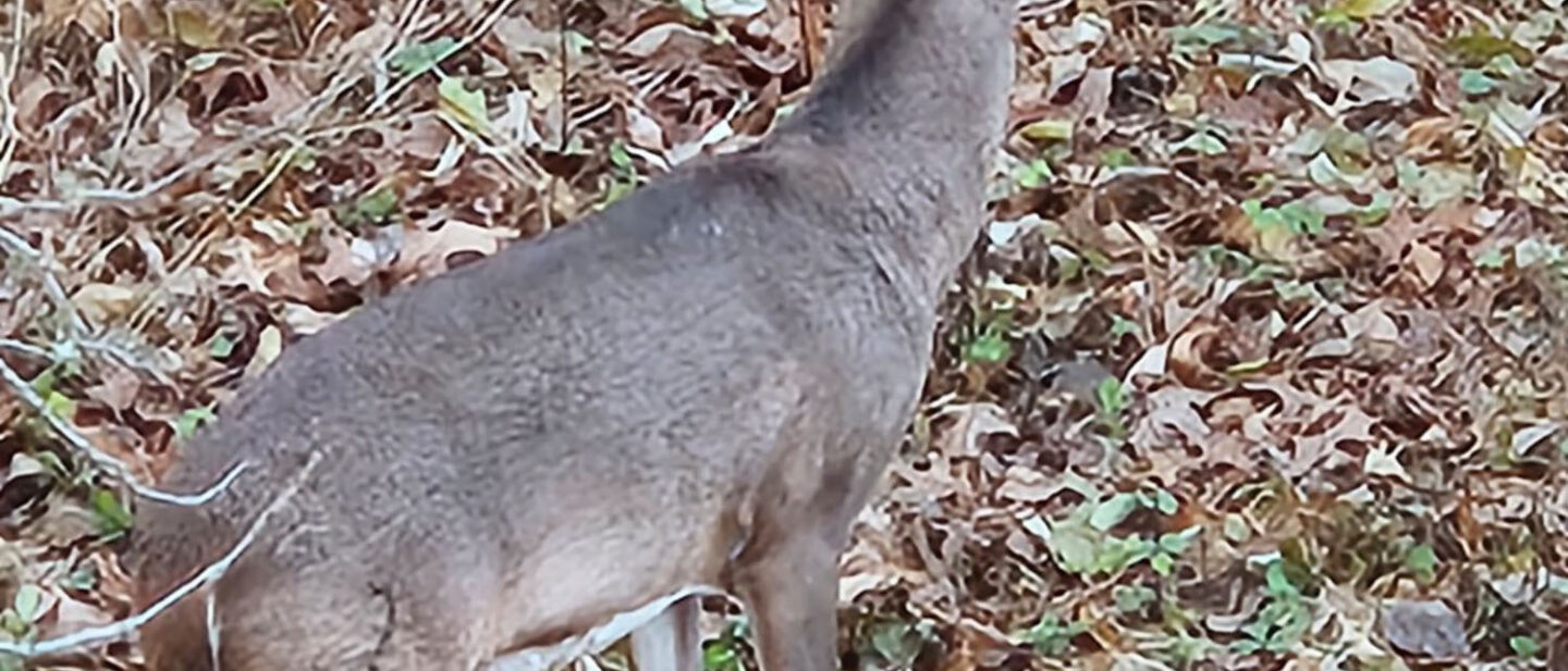 Hutchins Buck 2