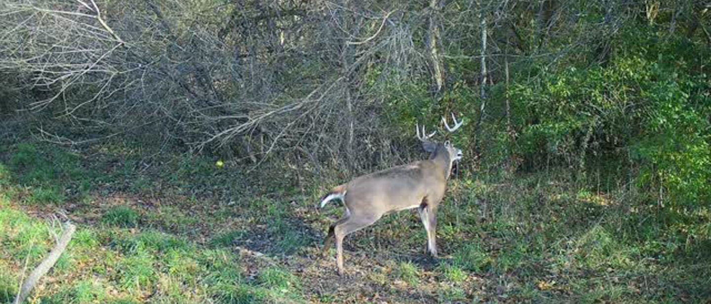 Hutchins Buck