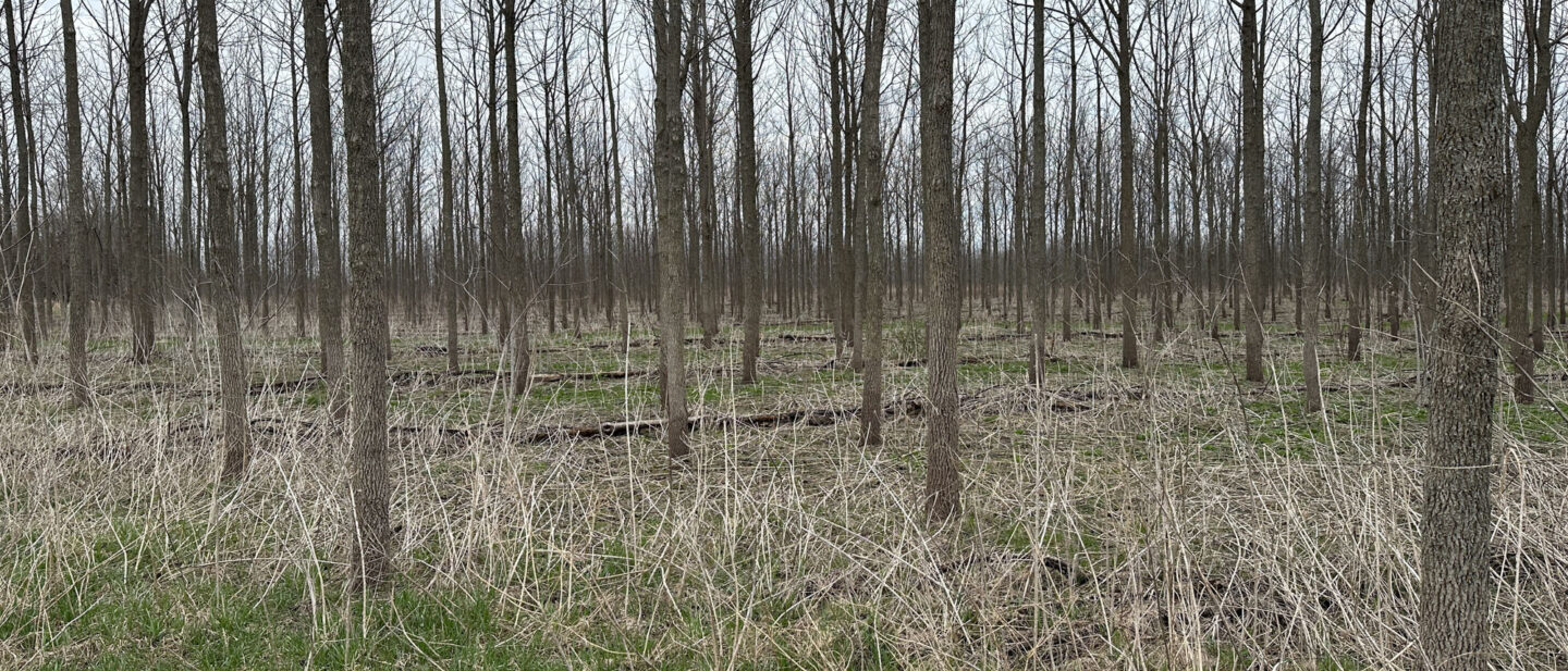 IMG 3299